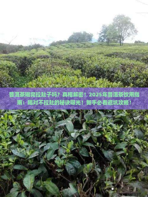 普洱茶喝完拉肚子吗
