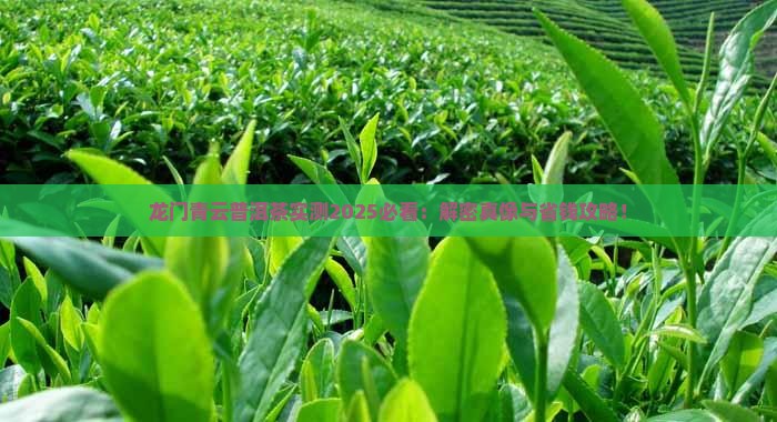 龙门青云普洱茶