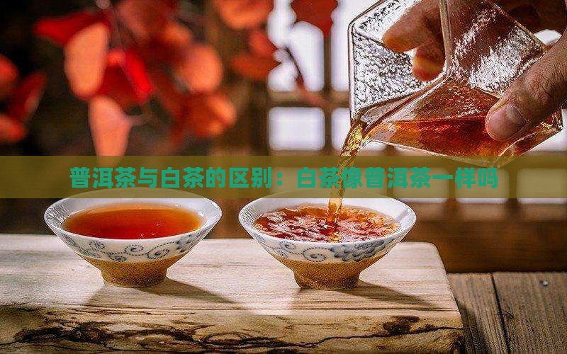 白茶像普洱茶一样吗为什么