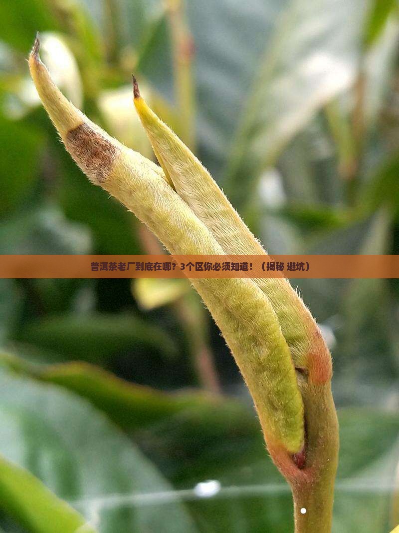 普洱茶老厂是在哪个区