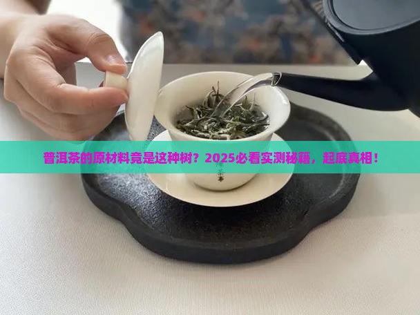 普洱茶的原材料是什么树种