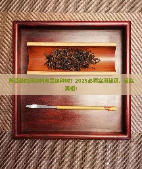 普洱茶的原材料是什么树种