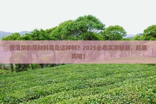 普洱茶的原材料是什么树种