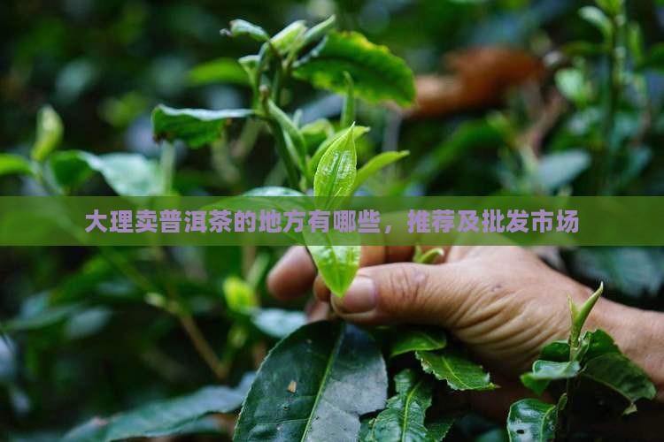 大理卖普洱茶的地方