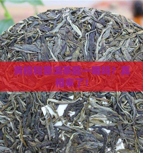 黄桔和普洱茶能一喝吗