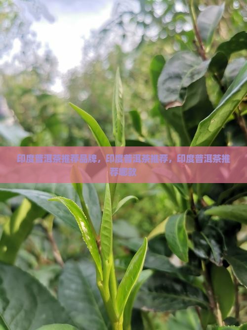 印度普洱茶推荐