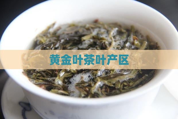 黄金叶茶叶产区
