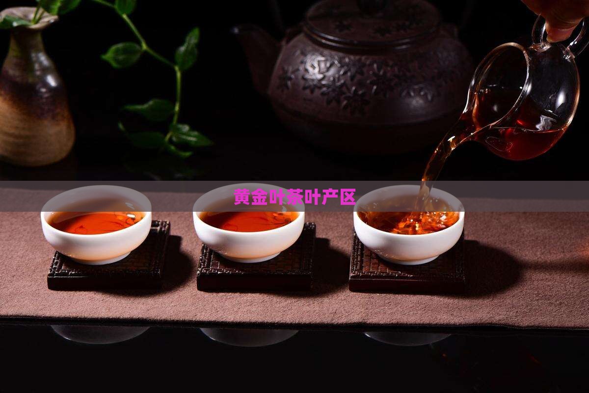黄金叶茶叶产区