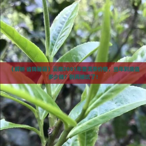 云南2001年普洱茶价格
