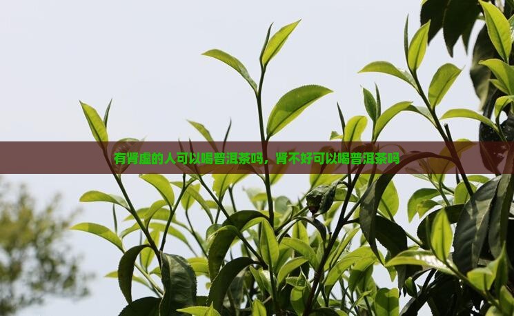 有肾虚的人可以喝普洱茶吗