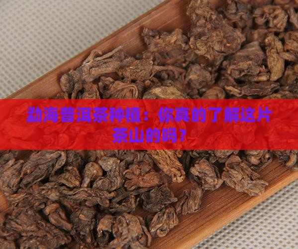 勐海普洱茶种植
