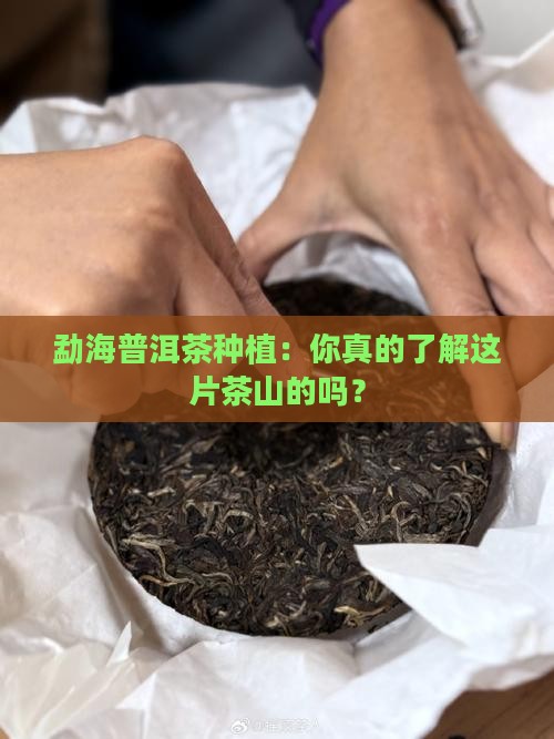 勐海普洱茶种植