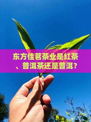 东方佳茗茶业是红茶吗
