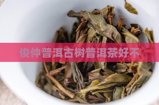俊仲7153古树普洱茶好不