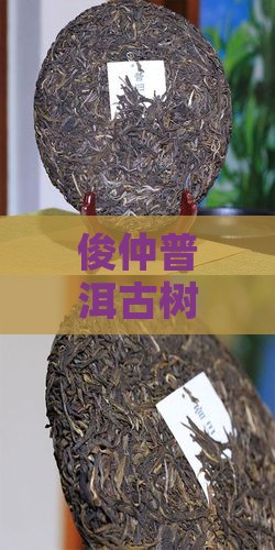 俊仲7153古树普洱茶好不
