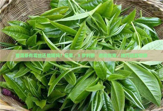 普洱茶有霉丝还能喝吗