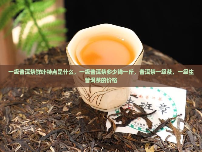 一级普洱茶鲜叶特点是什么