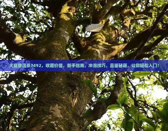 大益普洱茶7492