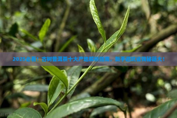 古树普洱茶十大产地