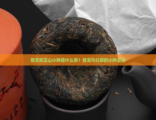 普洱茶正山小种是什么茶