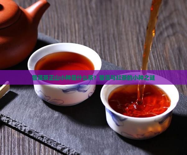 普洱茶正山小种是什么茶