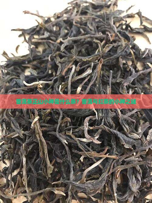 普洱茶正山小种是什么茶