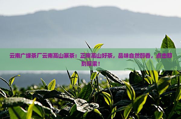 云南广缘茶厂云南高山寨茶