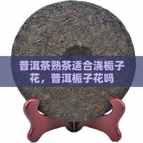 普洱茶熟茶适合浇栀子花吗