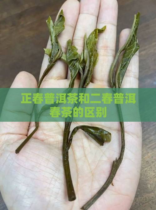 正春普洱茶二春吗