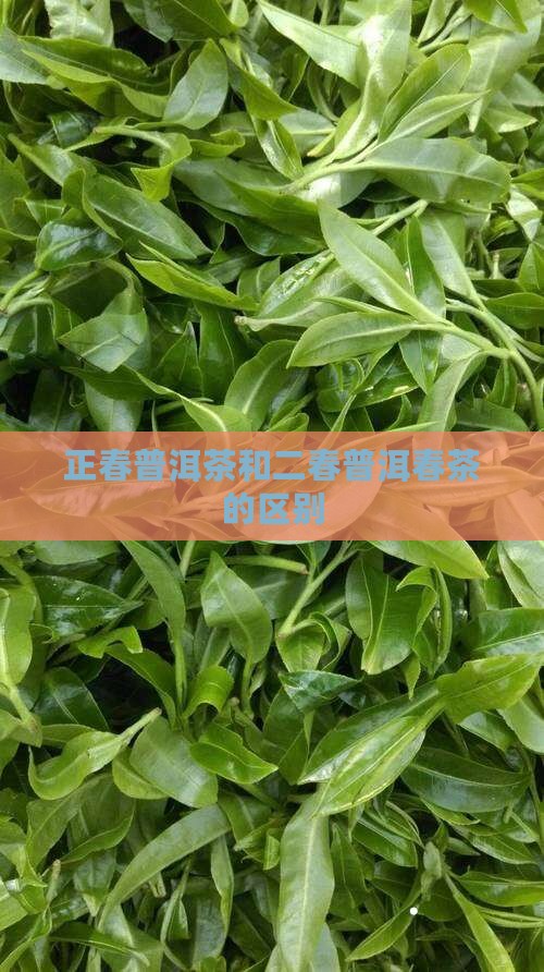 正春普洱茶二春吗