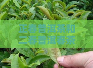 正春普洱茶二春吗