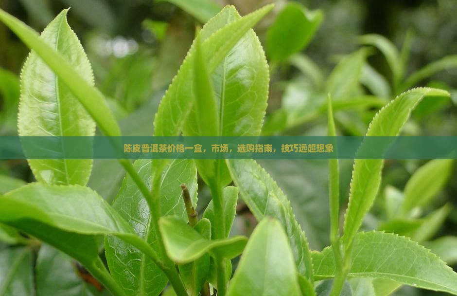 陈皮普洱茶价格一盒