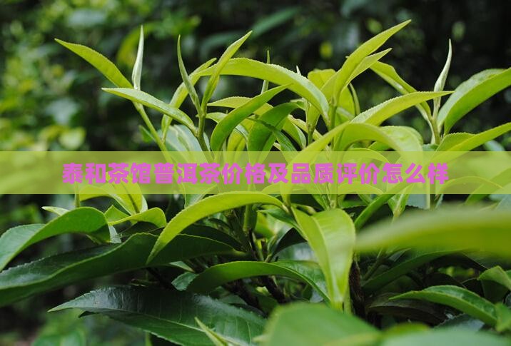 泰和茶馆普洱茶