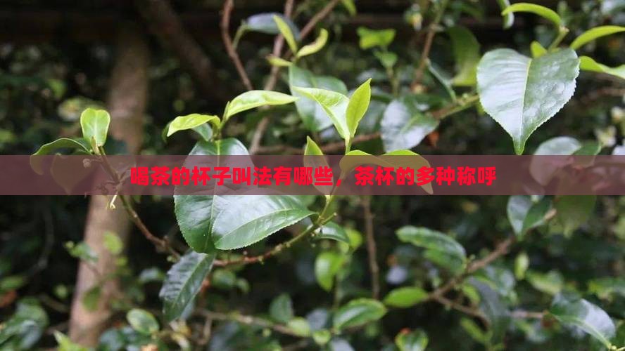 喝茶的杯子有几种叫法