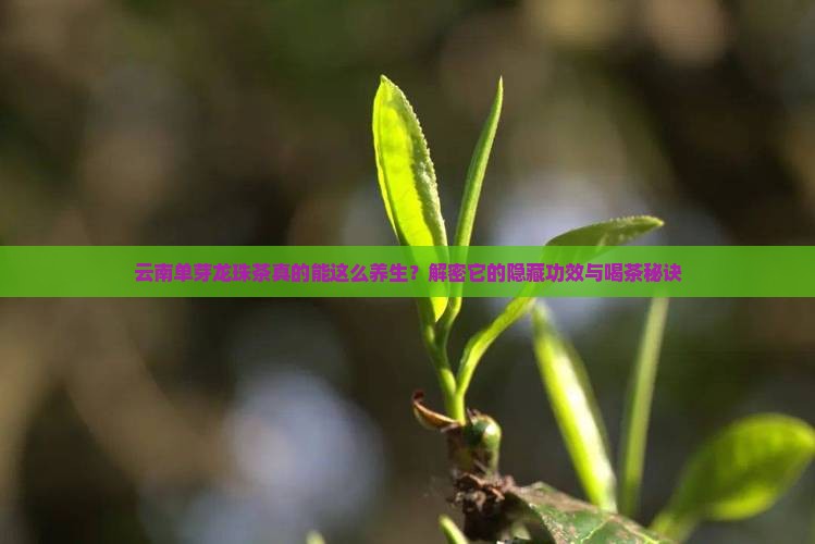 云南单芽龙珠茶功效