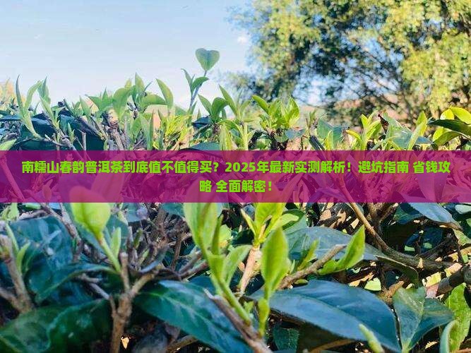 南糯山春韵普洱茶