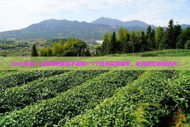 头泡茶到底能不能喝