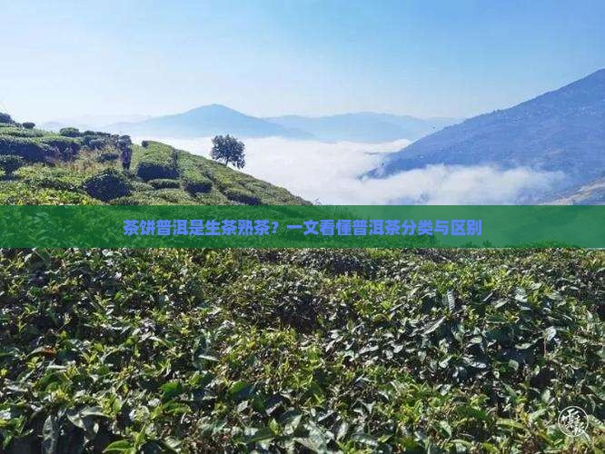 茶饼普洱是生茶熟茶