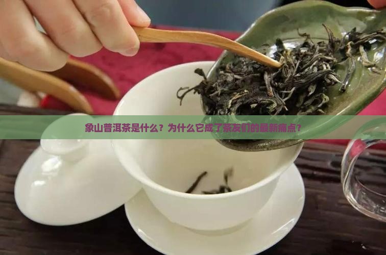 象山普洱茶是什么