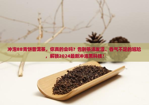 冲泡88青饼普洱茶