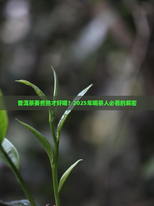 普洱茶要不要煮熟喝了