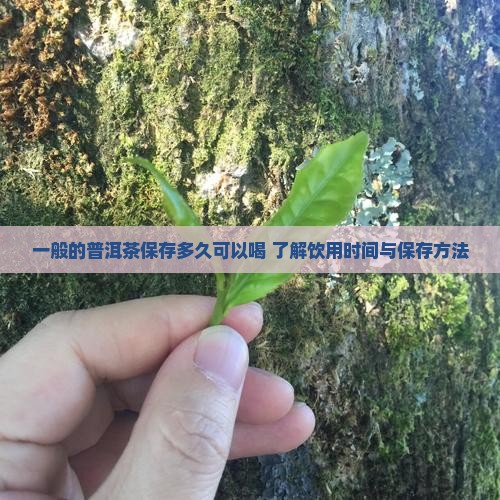 一般的普洱茶保存多久可以喝