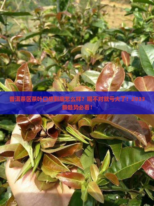 普洱茶区茶叶口感