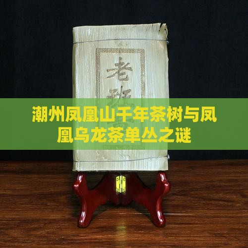 潮州凤凰山千年古茶树