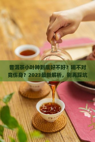 普洱茶小叶种好不好