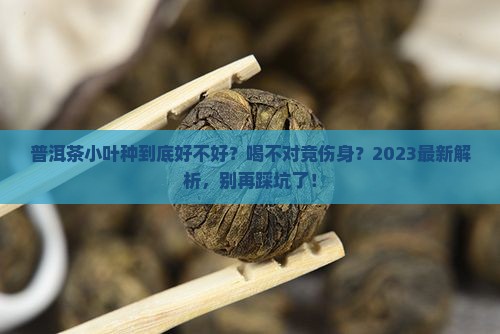 普洱茶小叶种好不好