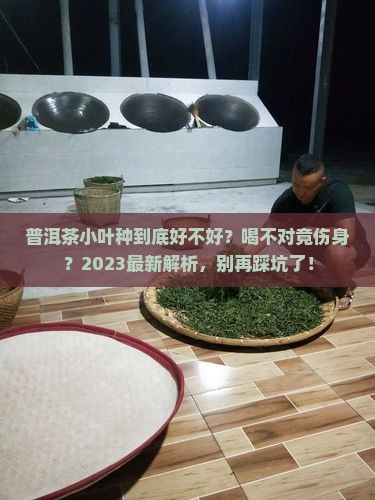 普洱茶小叶种好不好