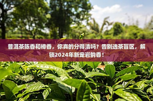普洱茶陈香和樟香