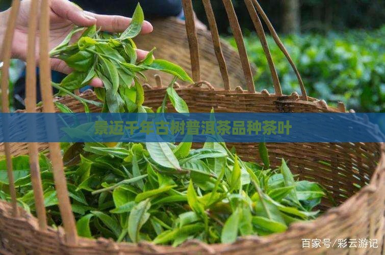 景迈山茶叶千年景迈古树茶