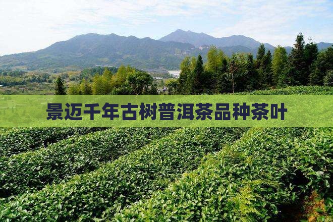景迈山茶叶千年景迈古树茶
